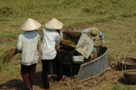 Rishst i nrheden af Hoi An